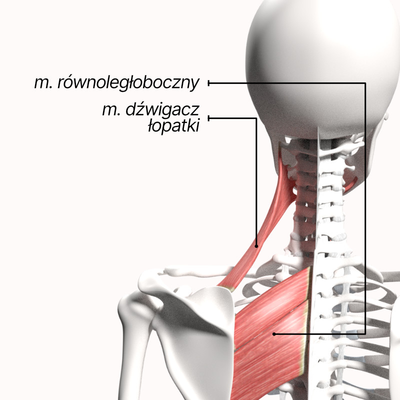Anatomia mięśni przy łopatce, mięsień równoległoboczny i dźwigacz łopatki