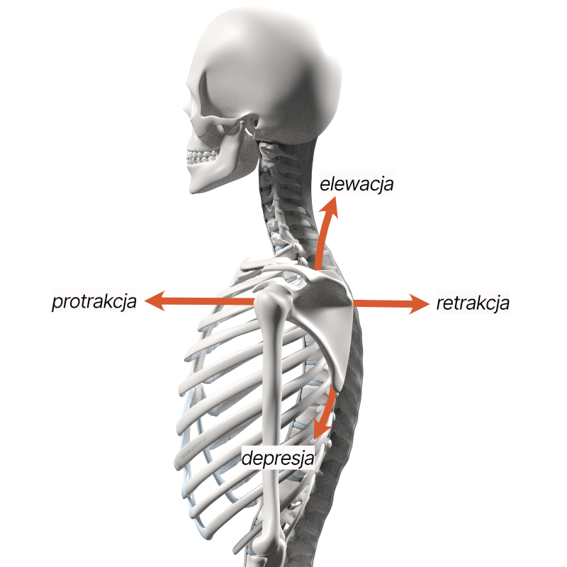 Grafika anatomiczna opisująca podstawowe ruchy łopatki:
protrakcja - retrakcja
elewacja - depresja