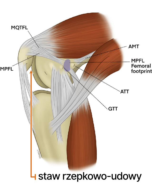Anatomia stawu kolanowego, mięsień czworogłowy, więzadło rzepki, staw rzepkowo udowe