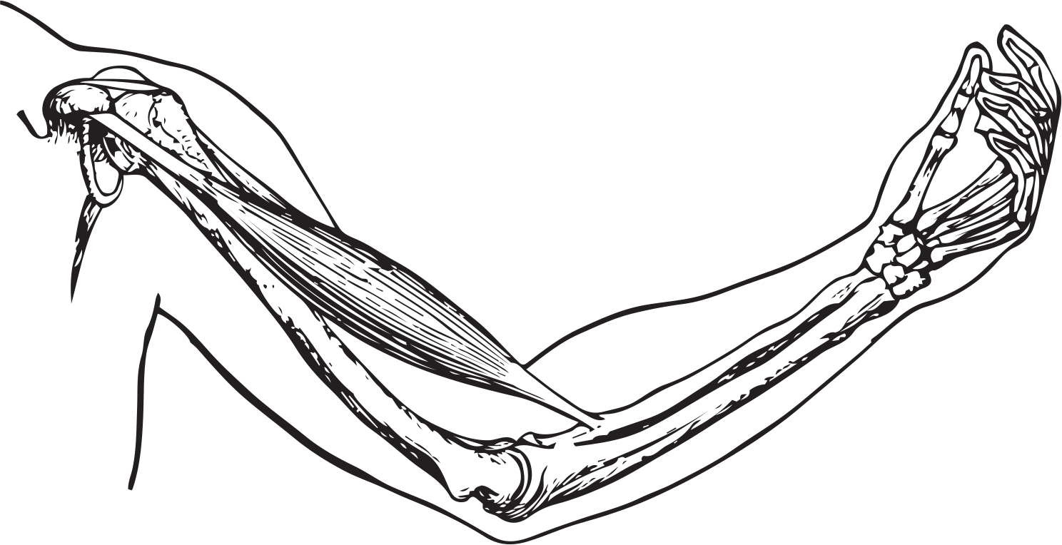 Anatomia łokcia - lokalizacja bólu na siłowni